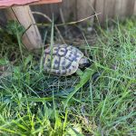 Winston Ma Tortue  De Hermann Mâle - Garde d'animaux à domicile