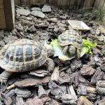Victoria Ma Tortue  De Hermann Femelle - Garde d'animaux à domicile