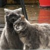 Images de profil de Meline - Blooming Pets - Petsitting et garde d'animaux à domicile