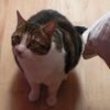 Images de profil de Mélusine - Blooming Pets - Petsitting et garde d'animaux à domicile