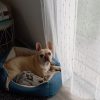 Images de profil de Mélusine - Blooming Pets - Petsitting et garde d'animaux à domicile