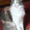 Images de profil de Mélusine - Blooming Pets - Petsitting et garde d'animaux à domicile