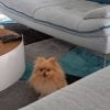 Images de profil de Mélusine - Blooming Pets - Petsitting et garde d'animaux à domicile