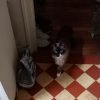 Images de profil de Mélusine - Blooming Pets - Petsitting et garde d'animaux à domicile