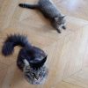 Images de profil de Mélusine - Blooming Pets - Petsitting et garde d'animaux à domicile