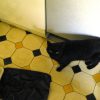 Images de profil de Mélusine - Blooming Pets - Petsitting et garde d'animaux à domicile