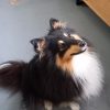 Images de profil de Mélusine - Blooming Pets - Petsitting et garde d'animaux à domicile