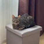 Twist Mon Chat  Européen Mâle - Garde d'animaux à domicile
