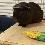 Berlioz Mon Cochon d’Inde  Couronné Mâle - Garde d'animaux à domicile