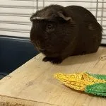 Berlioz Mon Cochon d’Inde  Couronné Mâle - Garde d'animaux à domicile