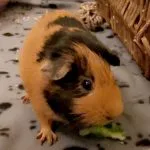 Lady Mon Cochon d’Inde  Skinny Femelle - Garde d'animaux à domicile