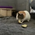 Dinah Mon Cochon d’Inde  Skinny Femelle - Garde d'animaux à domicile