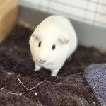 Bianca Mon Cochon d’Inde  Skinny Femelle - Garde d'animaux à domicile