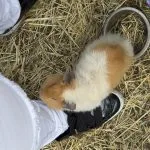 Anda Mon Cochon d’Inde  Rex Femelle - Garde d'animaux à domicile