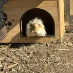 Vixy Mon Cochon d’Inde  Sheltie (Silkie) Femelle - Garde d'animaux à domicile