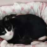 Post-it Mon Chat  Européen Mâle stérilisé - Garde d'animaux à domicile