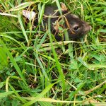 Titi Mon Rat  Siamois Mâle - Garde d'animaux à domicile
