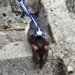 Toti Mon Rat  Siamois Mâle - Garde d'animaux à domicile