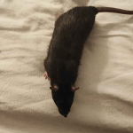 Alien Mon Rat  Irish Mâle - Garde d'animaux à domicile