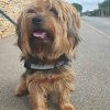 Images de profil de Emilie - Blooming Pets - Petsitting et garde d'animaux à domicile