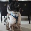 Images de profil de Emilie - Blooming Pets - Petsitting et garde d'animaux à domicile