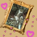 Chausson Mon Chat  Chartreux Femelle - Garde d'animaux à domicile