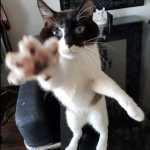 Miro Mon Chat  Snowshoe Mâle - Garde d'animaux à domicile
