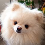 Vegas Mon Chien  Spitz Nain Mâle - Garde d'animaux à domicile