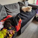 Princesse Mon Chien  Spitz Nain Femelle - Garde d'animaux à domicile