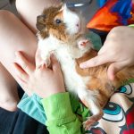 Bouboule Mon Cochon d’Inde  Péruvien Mâle - Garde d'animaux à domicile