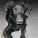 Akila Mon Chien  Labrador Retriever Femelle - Garde d'animaux à domicile