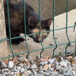 Peanut Mon Chat  Abyssin Femelle - Garde d'animaux à domicile