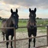 Images de profil de Ophélie - Blooming Pets - Petsitting et garde d'animaux à domicile