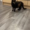 Images de profil de Ophélie - Blooming Pets - Petsitting et garde d'animaux à domicile