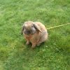 Images de profil de Morgan - Blooming Pets - Petsitting et garde d'animaux à domicile