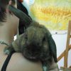 Images de profil de Morgan - Blooming Pets - Petsitting et garde d'animaux à domicile