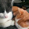 Images de profil de Morgan - Blooming Pets - Petsitting et garde d'animaux à domicile