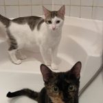 Usko Mon Chat  Européen Mâle stérilisé - Garde d'animaux à domicile