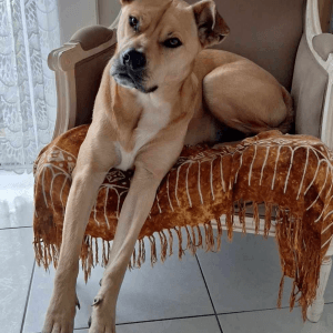 Images de profil de florian - Blooming Pets - Petsitting et garde d'animaux à domicile