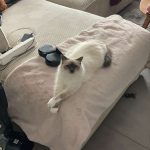 Umi Mon Chat  Sacré de Birmanie Femelle - Garde d'animaux à domicile