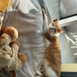 Gabriel Mon Chat  Croisé Femelle - Garde d'animaux à domicile