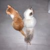 Images de profil de Mauranne - Blooming Pets - Petsitting et garde d'animaux à domicile
