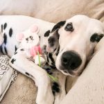 HABY Mon Chien  Dalmatien Femelle - Garde d'animaux à domicile