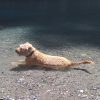 Images de profil de Mylène - Blooming Pets - Petsitting et garde d'animaux à domicile