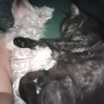 Shining Mon Chat  Européen Mâle stérilisé - Garde d'animaux à domicile