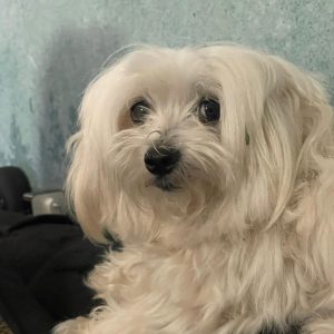 Images de profil de Nathalie - Blooming Pets - Petsitting et garde d'animaux à domicile