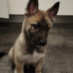 FALCO Mon Chien  Berger Belge Malinois Mâle - Garde d'animaux à domicile