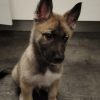 Images de profil de ARNAUD - Blooming Pets - Petsitting et garde d'animaux à domicile