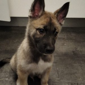 Images de profil de ARNAUD - Blooming Pets - Petsitting et garde d'animaux à domicile