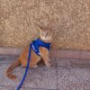 Images de profil de Nada - Blooming Pets - Petsitting et garde d'animaux à domicile